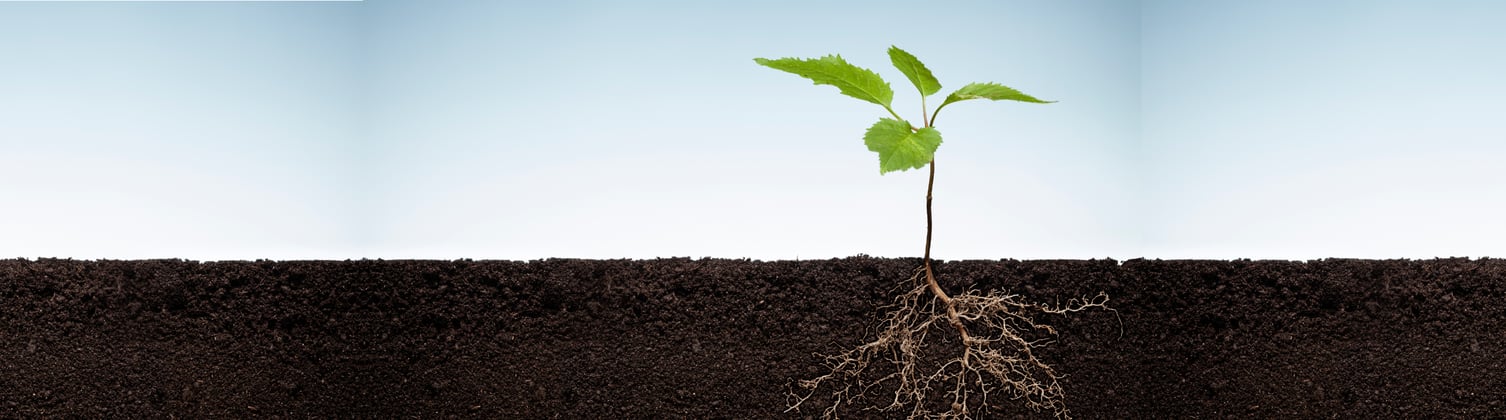 A small plant sapling with 4 leaves sprouting from soil with the roots visible.