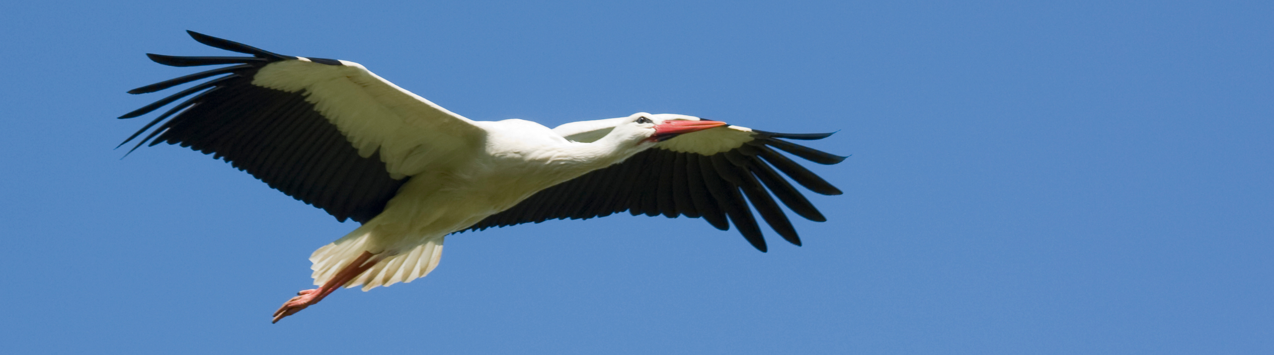 A bird with a orange beak flying with its wings fully spread in the blue sky.