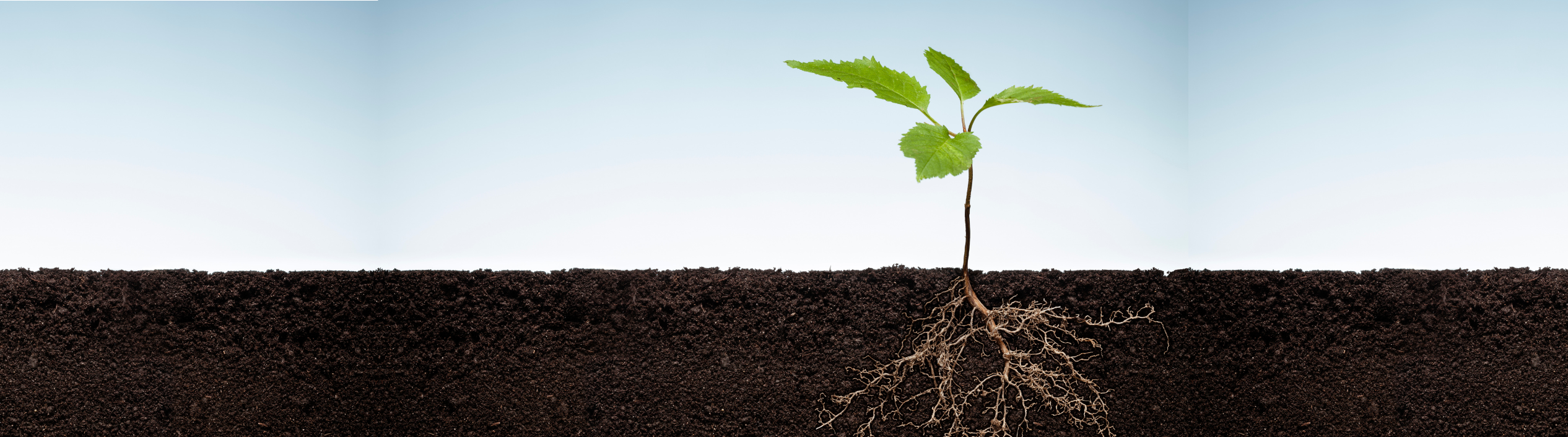 A small plant sapling with 4 leaves sprouting from soil with the roots visible.